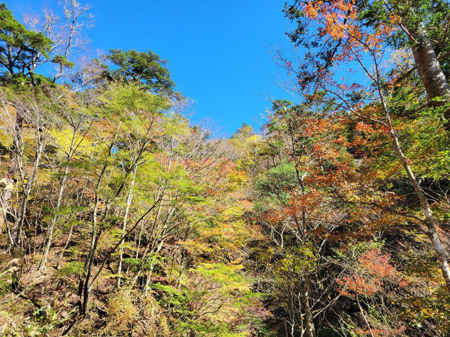 四季見橋登山口-親父山-障子岳 周回コースの写真
