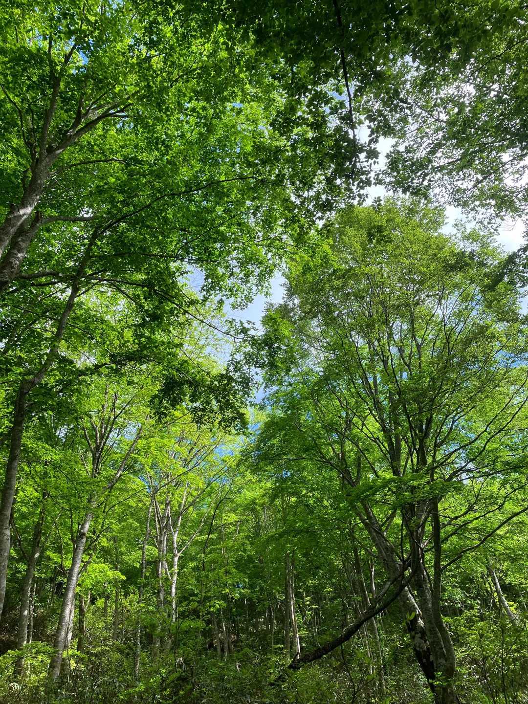 樽石山 往復コースの写真