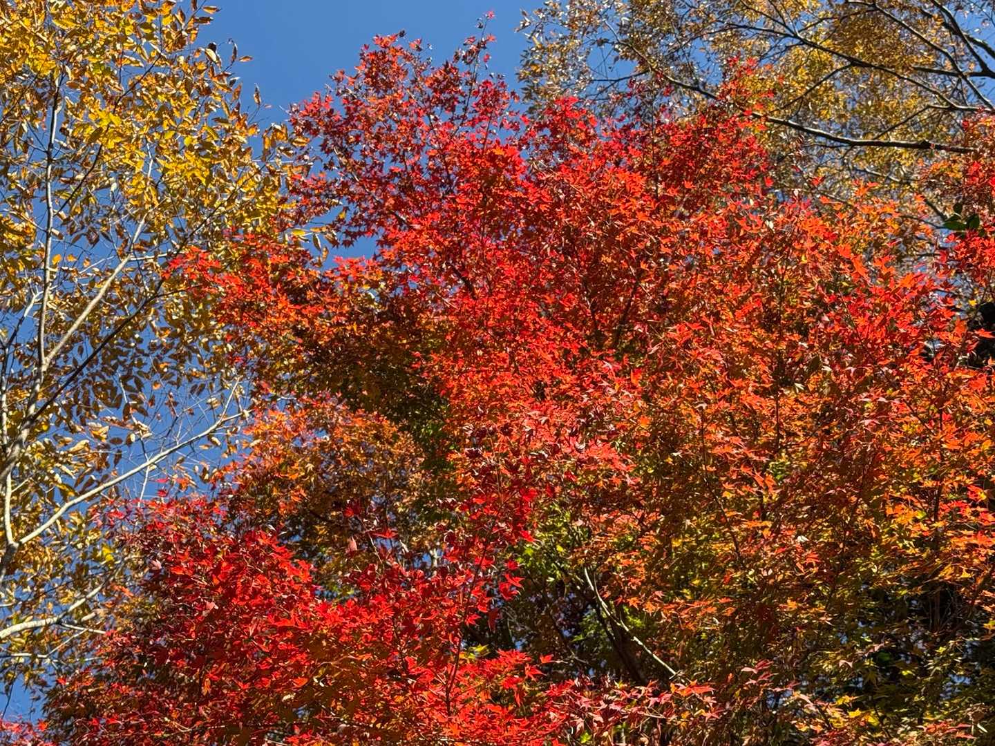登山口付近の方が紅葉が綺麗なのはなぜ？