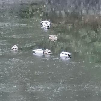 寝ている鴨初めて見たカモ😅