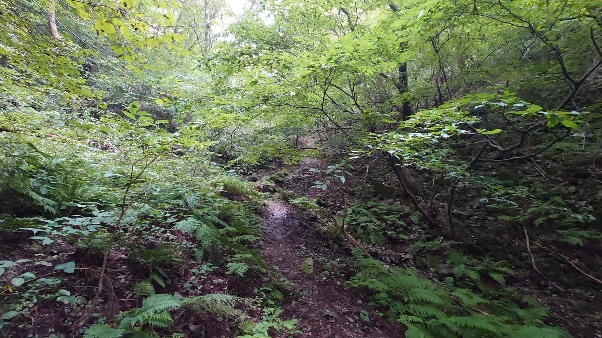 櫃ヶ山 周回コースの写真