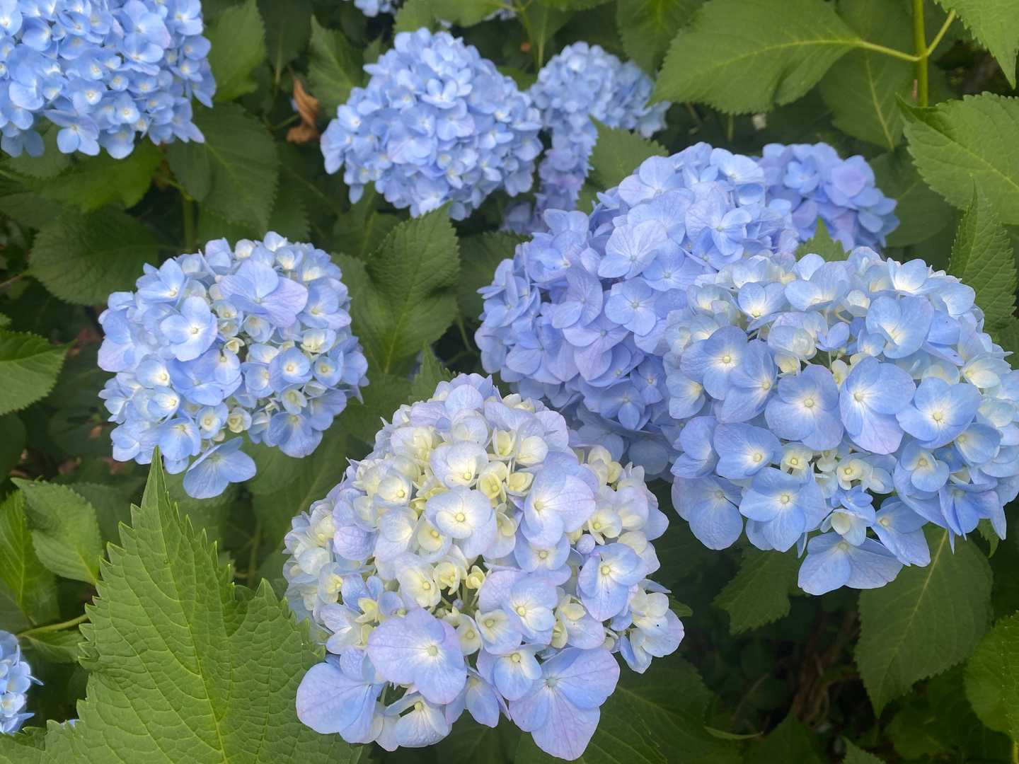 家にも紫陽花咲いてるが💦
ピンクと紫色😆
アルカリ性土壌みたい💦
青色にしたくて（酸性）
土壌改良してみたが🤔
難しくて😭
