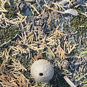 スピード下山中にあの触ると粉が出るキノコ⁇を発見💡…

じーーーっ😳