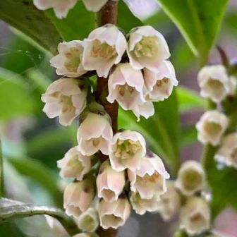 ヒサカキ、両性花かなぁ