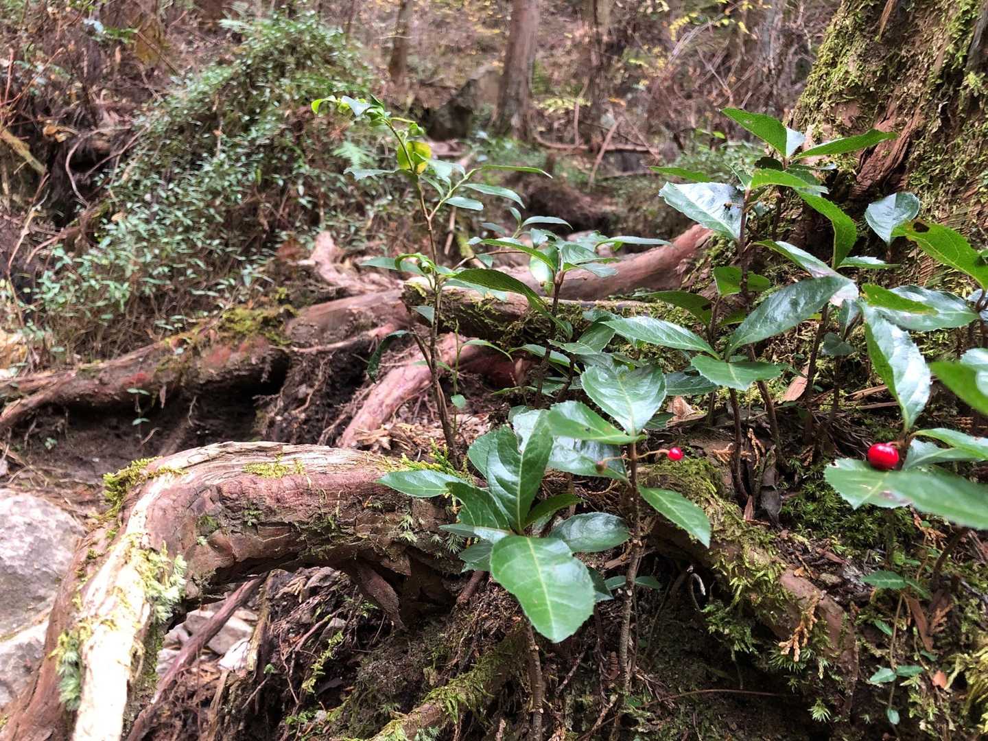 本山-飯盛山 周回コースの写真
