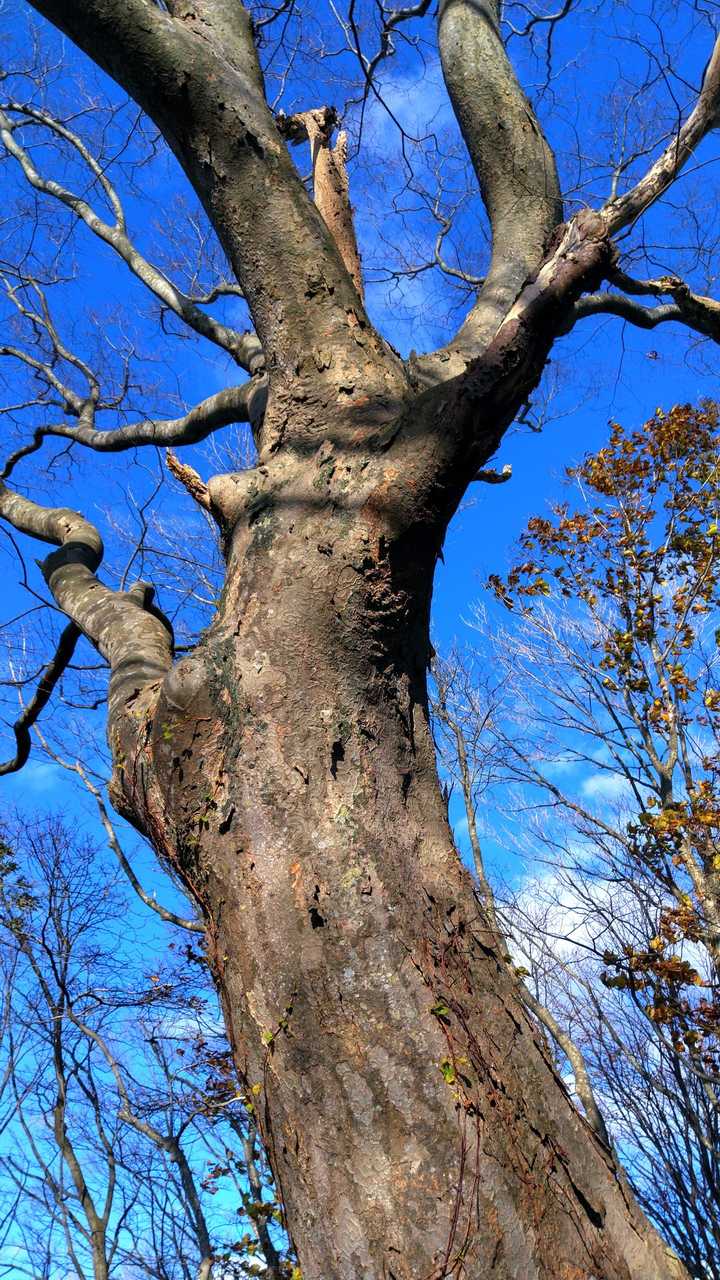 デカイブナ、立派です🌳