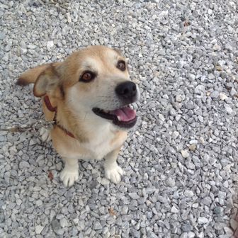 きょうたくん🐶