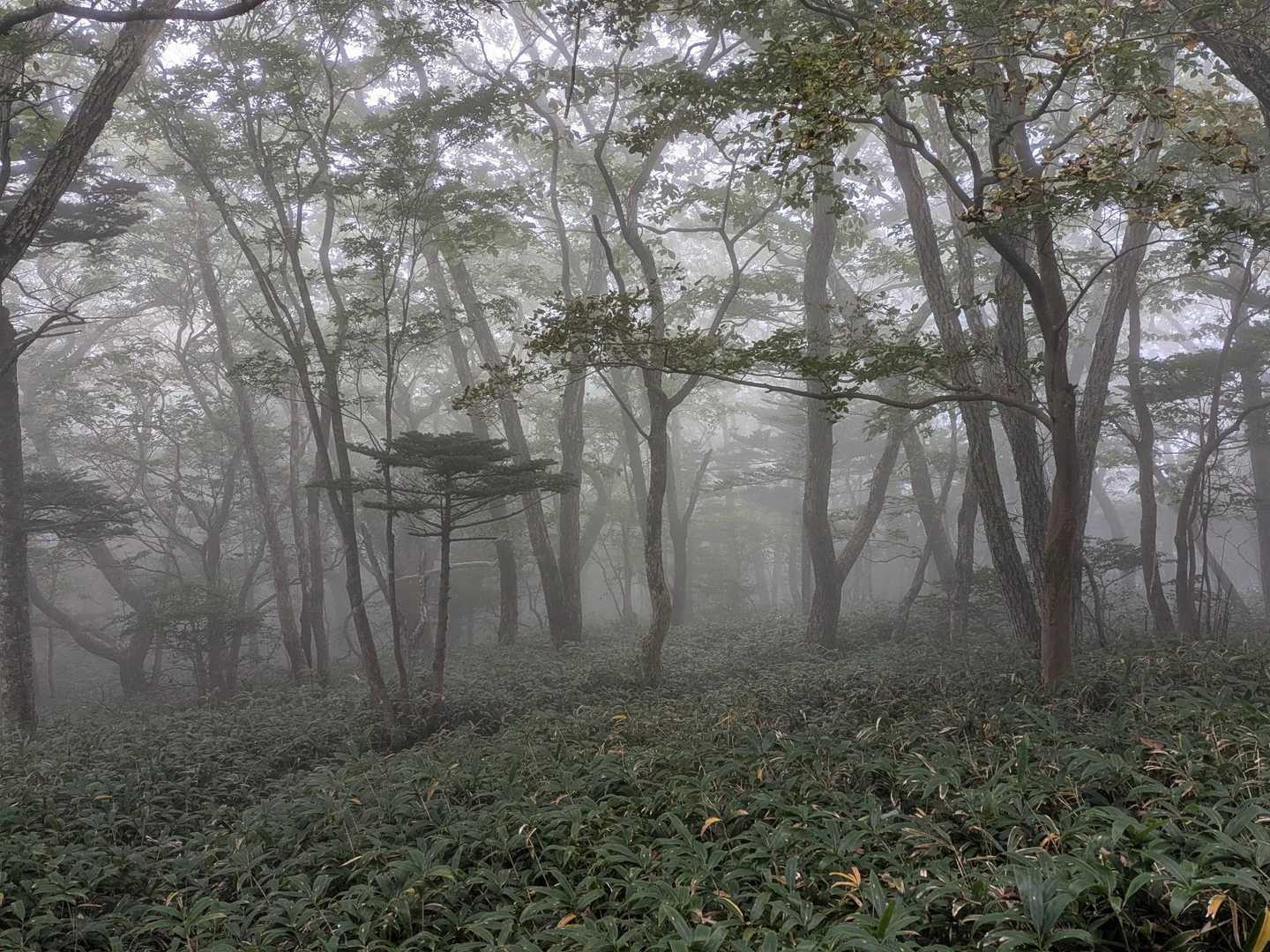 雨音はするけど木々が守ってくれています😊
大きな段差の着地した所がにゅるっ！
２回尻もちをついて下山しました(笑)