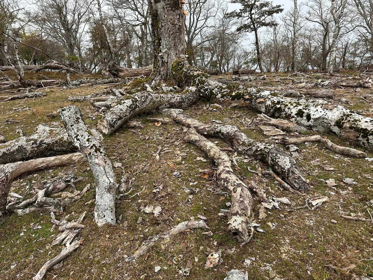 ぶなの木の老木。ら