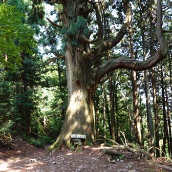 長い鼻が横に延びているので天狗杉👺