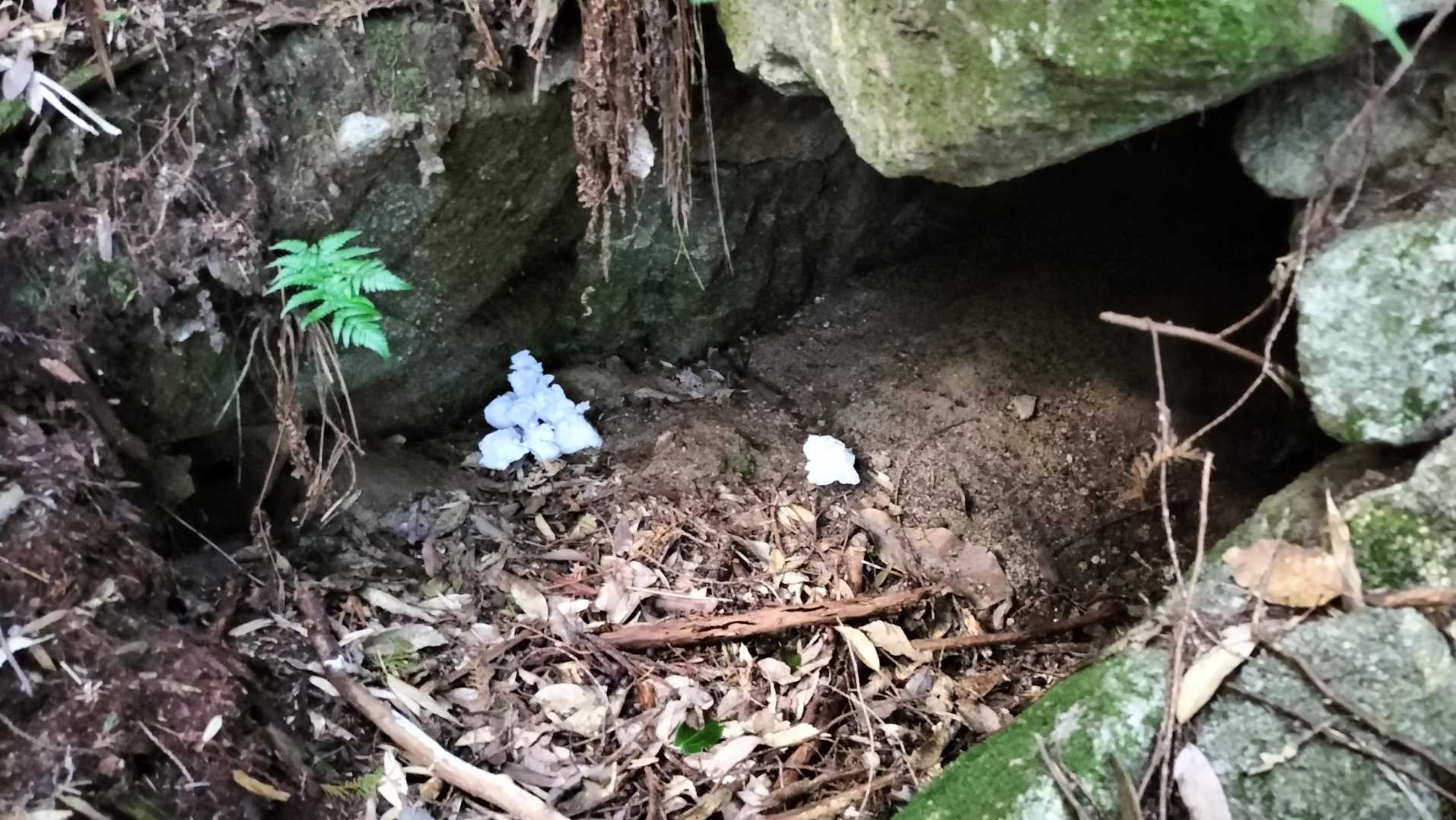 片縄山には古墳の跡が多いのですが、のぞいてみるとティッシュ捨ててやがる❗️❗️
回収しましたが、なんかメチャ悲しい😭😭