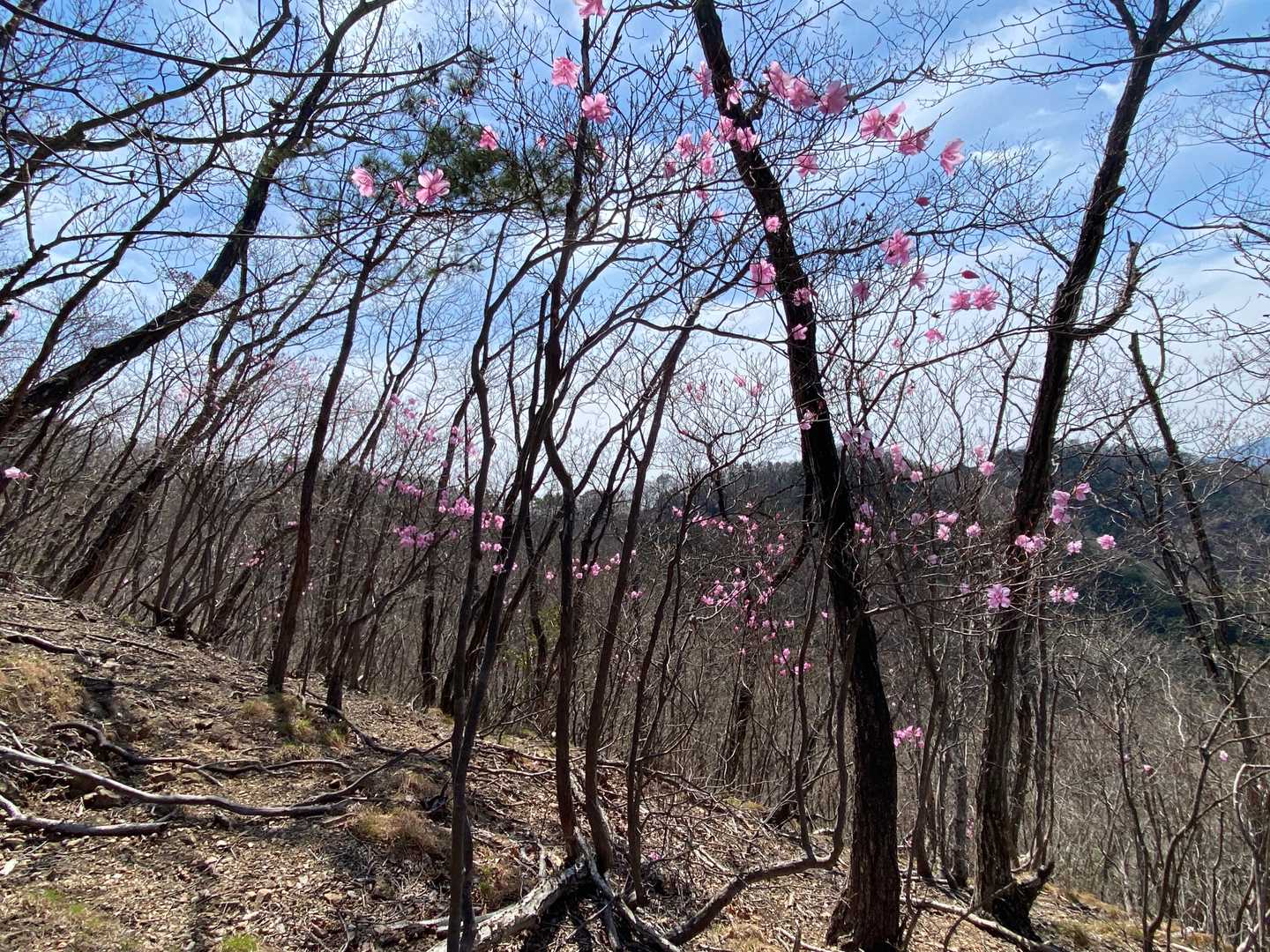 金原山登山口-金原山-林山 往復コースの写真