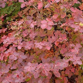 紅葉の葉の白い輪郭が美しい