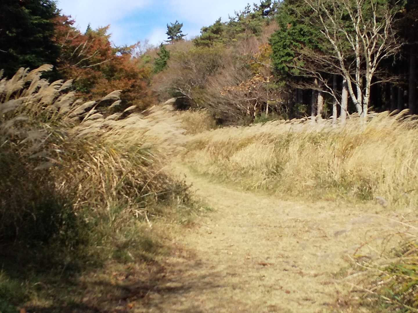 鷹巣山-小桶谷駅 縦走コースの写真