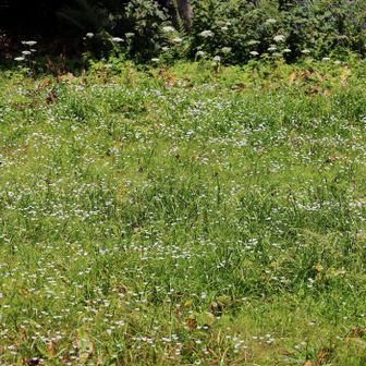 水芭蕉群生地
今はシラヒゲソウの群生です