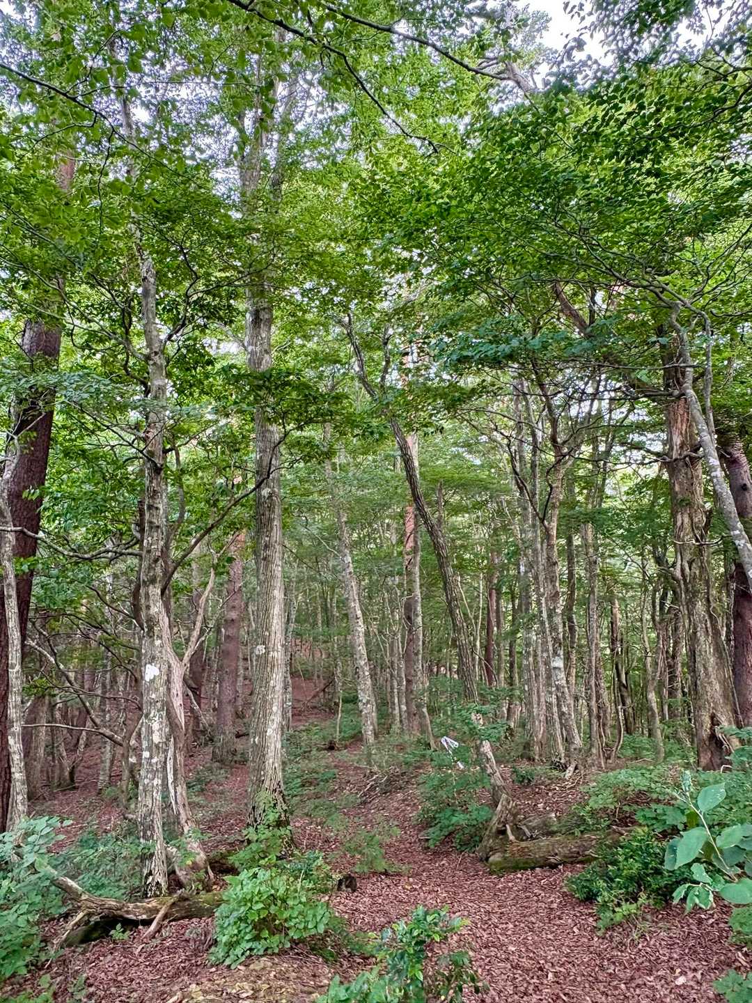 緑が美しく
風が吹き抜けやすいのか
終始快適な山歩きです