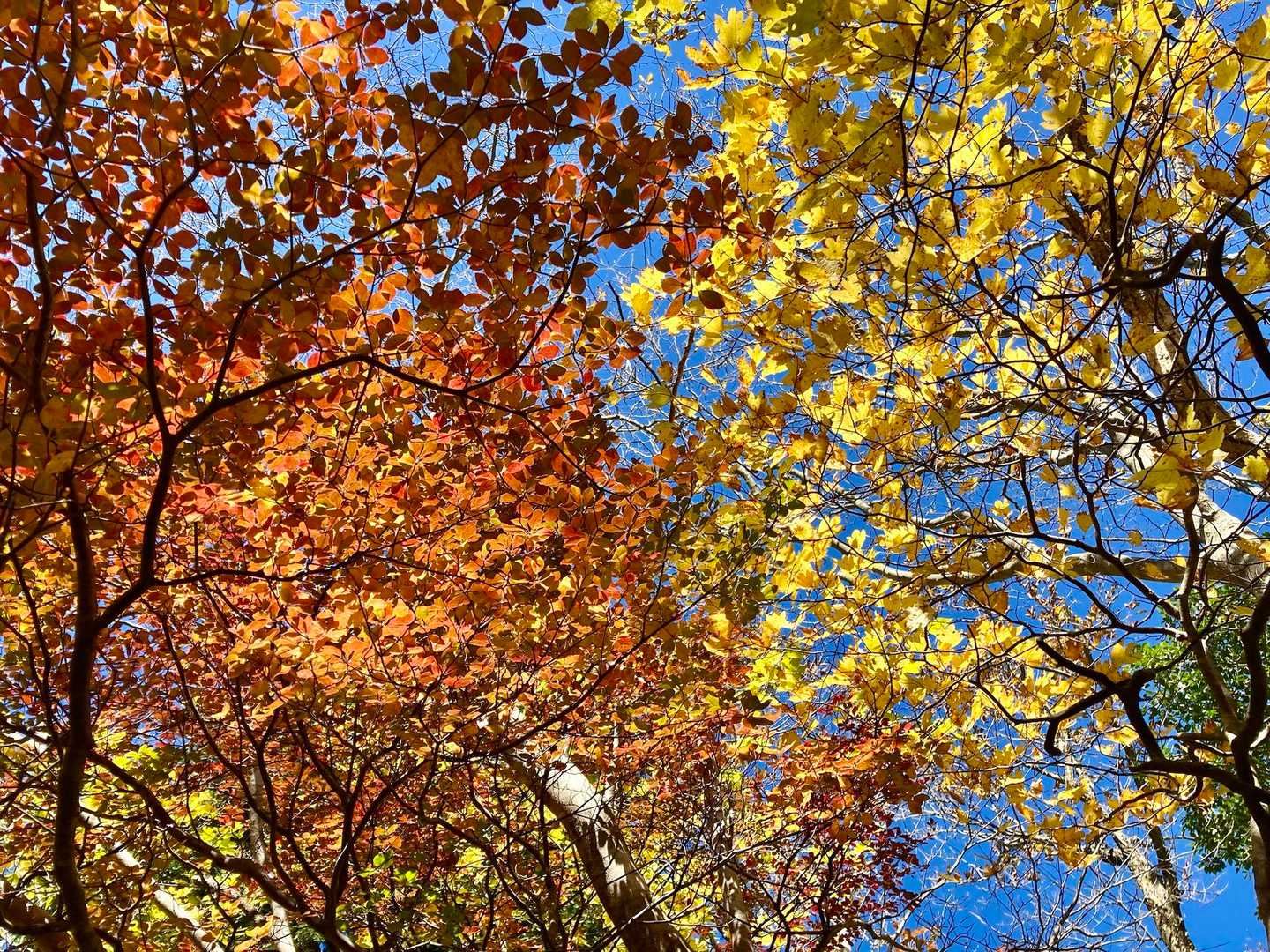 今日は紅葉を満喫したなぁ🍁🍂