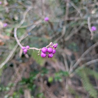 さすがにこの私でも一目でわかる「紫式部🟣」の美しさ✨
この何とも言えない艶やかな紫色✨紫色が「雅」って、ホントにその通り。凛とした姿に「摘もう」と思わないもんね。ただ「愛でる」。
自然の色ってスゴいね😍