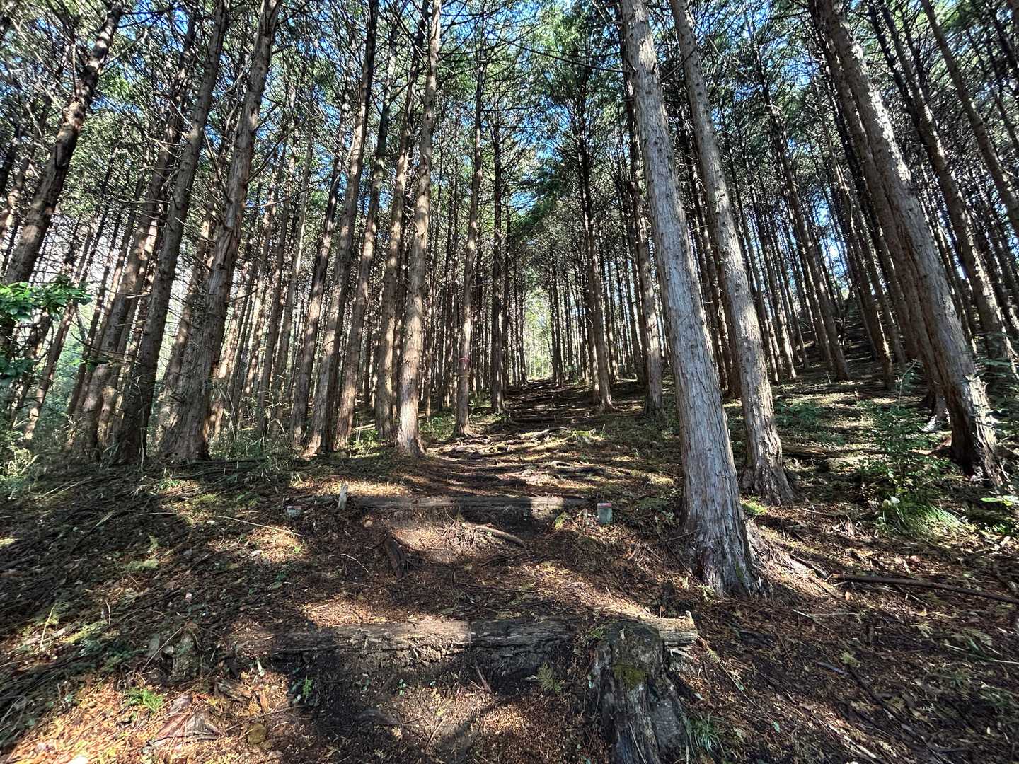 まず最初のピーク、天王宮（天王山）を目指します
序盤から中々の登りが続きます