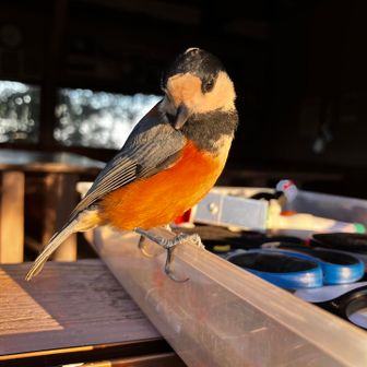 下を覗き込む🐧ヤマガラちゃん🤣
このヤマガラなかなか図々しく🌻ヒマワリの種を貰うまで飛び立ちませんでした♪(๑ᴖ◡ᴖ๑)♪🎊