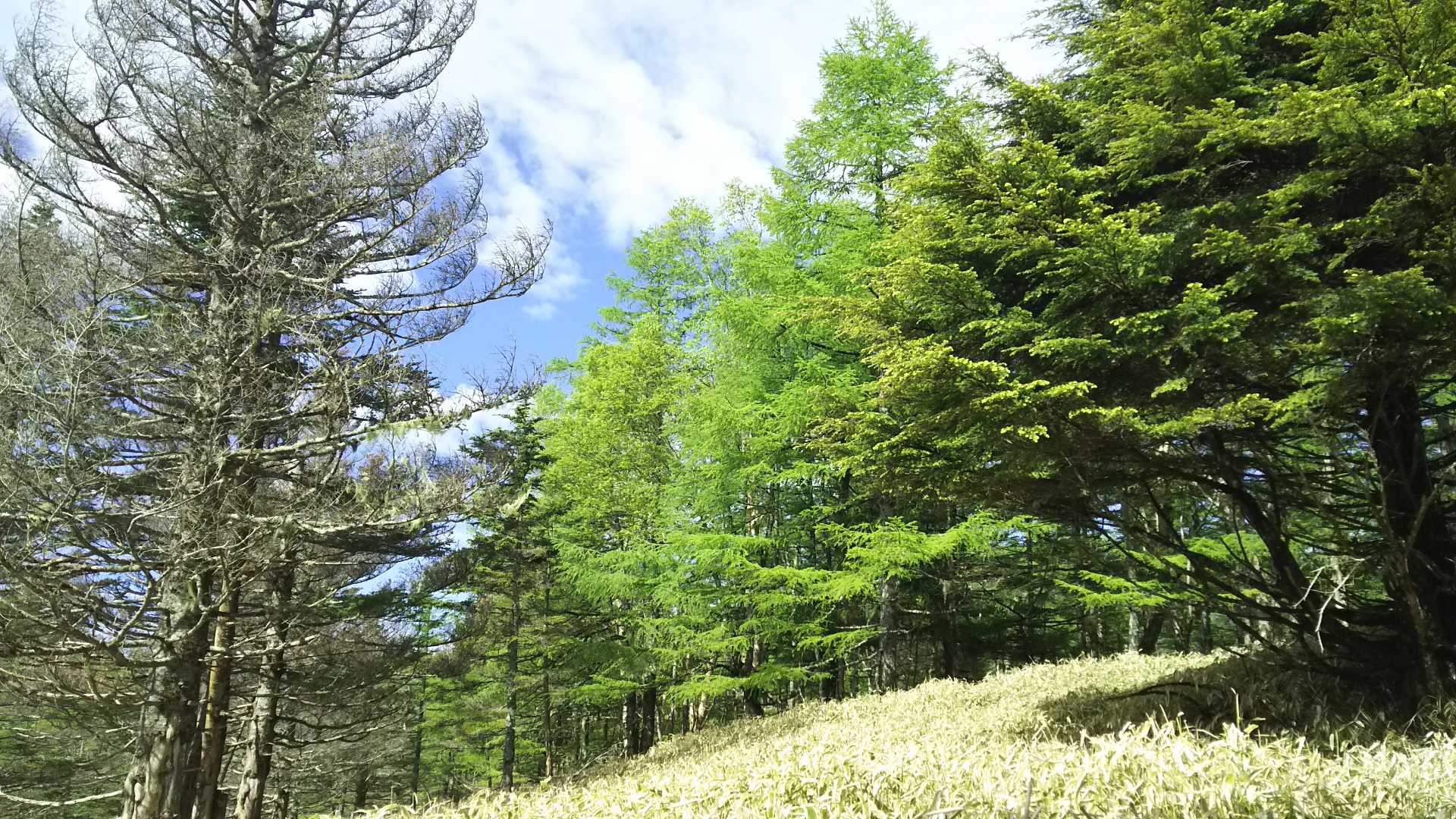 甘利山登山口-甘利山-大西峰-千頭星山-小西峰-御所山 周回コースの写真