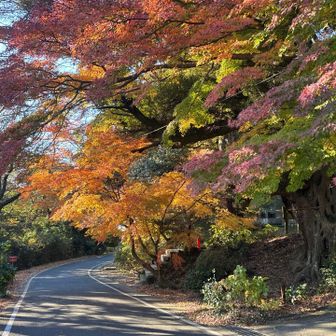 薬王院の紅葉🍁