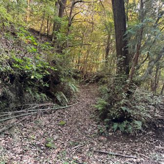 ここから山道