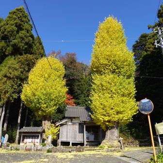 銀杏は真っ黄色