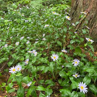 この花がたくさん咲いてました。