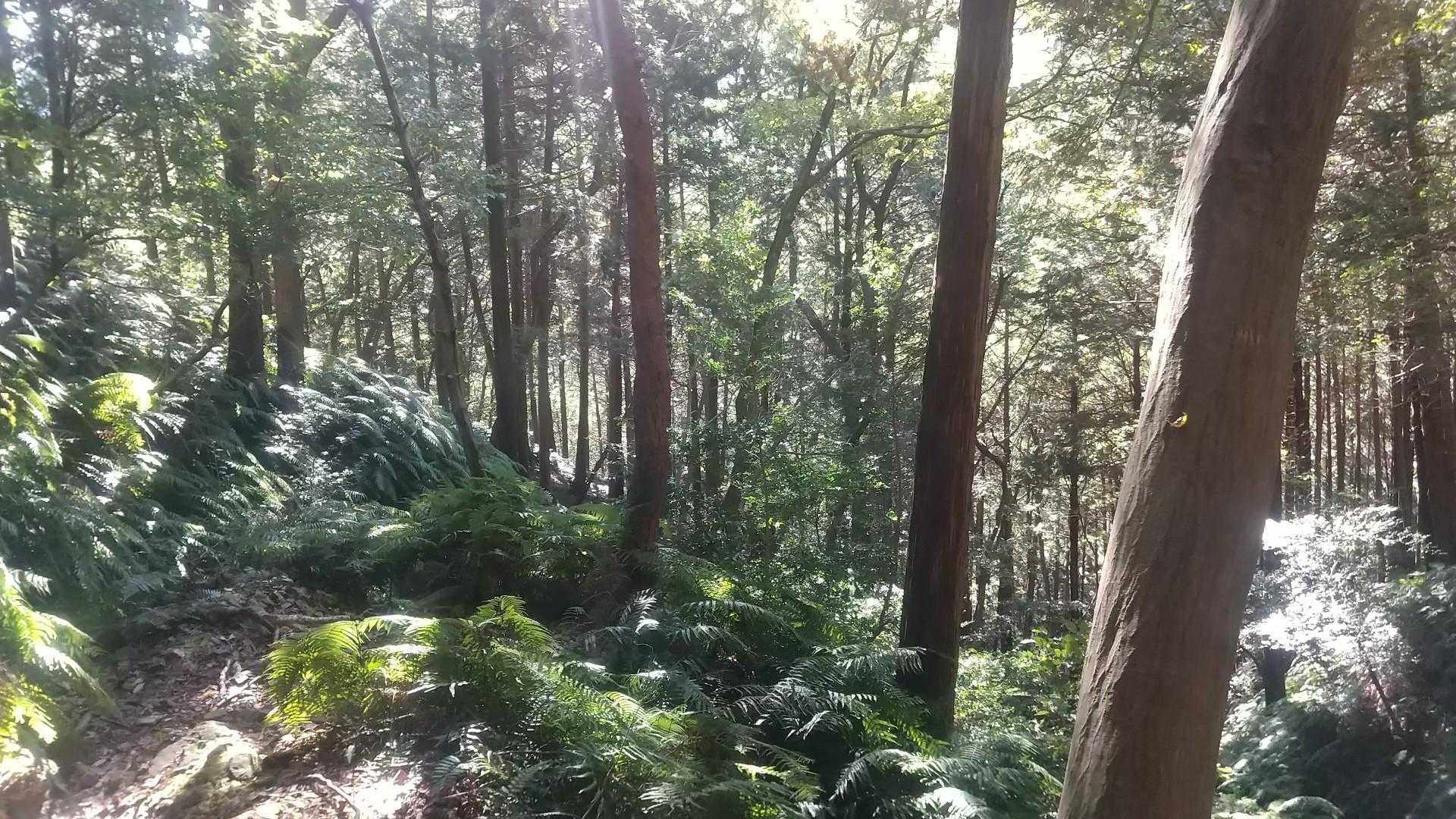 シダの道の光の入り方好き。
田邊教授にも見せたかったな。