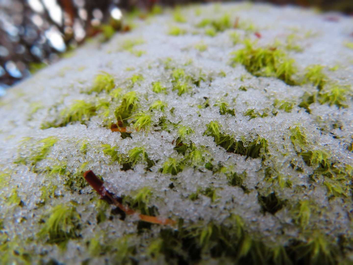 雪だぁ～♪