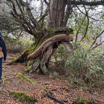 帰りに気付く変わった木🌲
舌を出したカエルのようにも見えなくないけど特に看板とかはなし