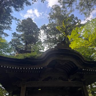 屋根に草木がわんさか