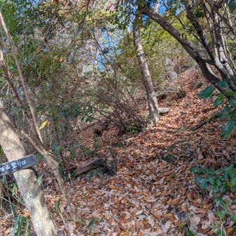 道路に出てからあと2座回収！
また山に入ります。
落ち葉地獄が待っとる💦