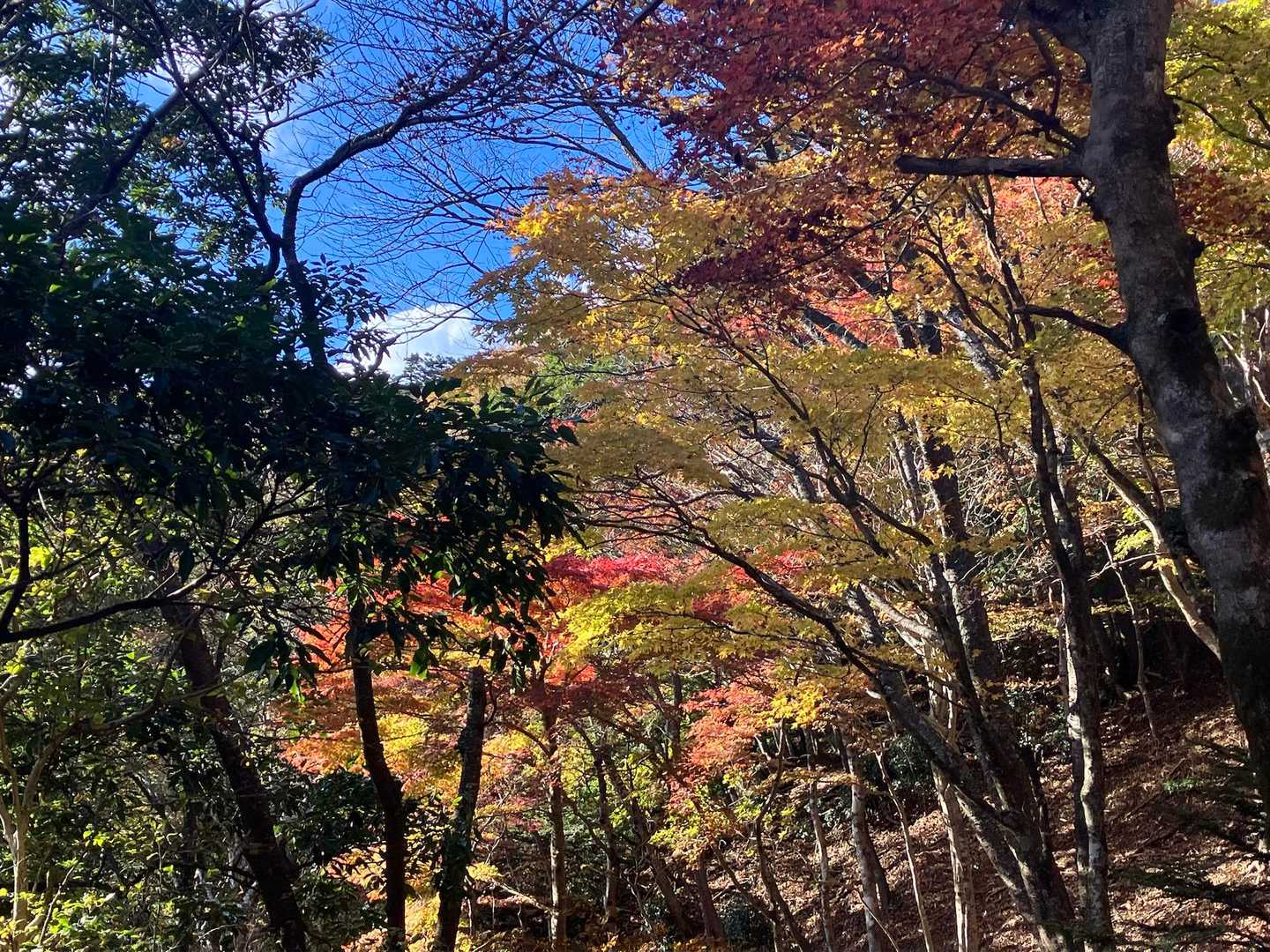 ヤビツ峠-大山-阿夫利神社駅 縦走コースの写真