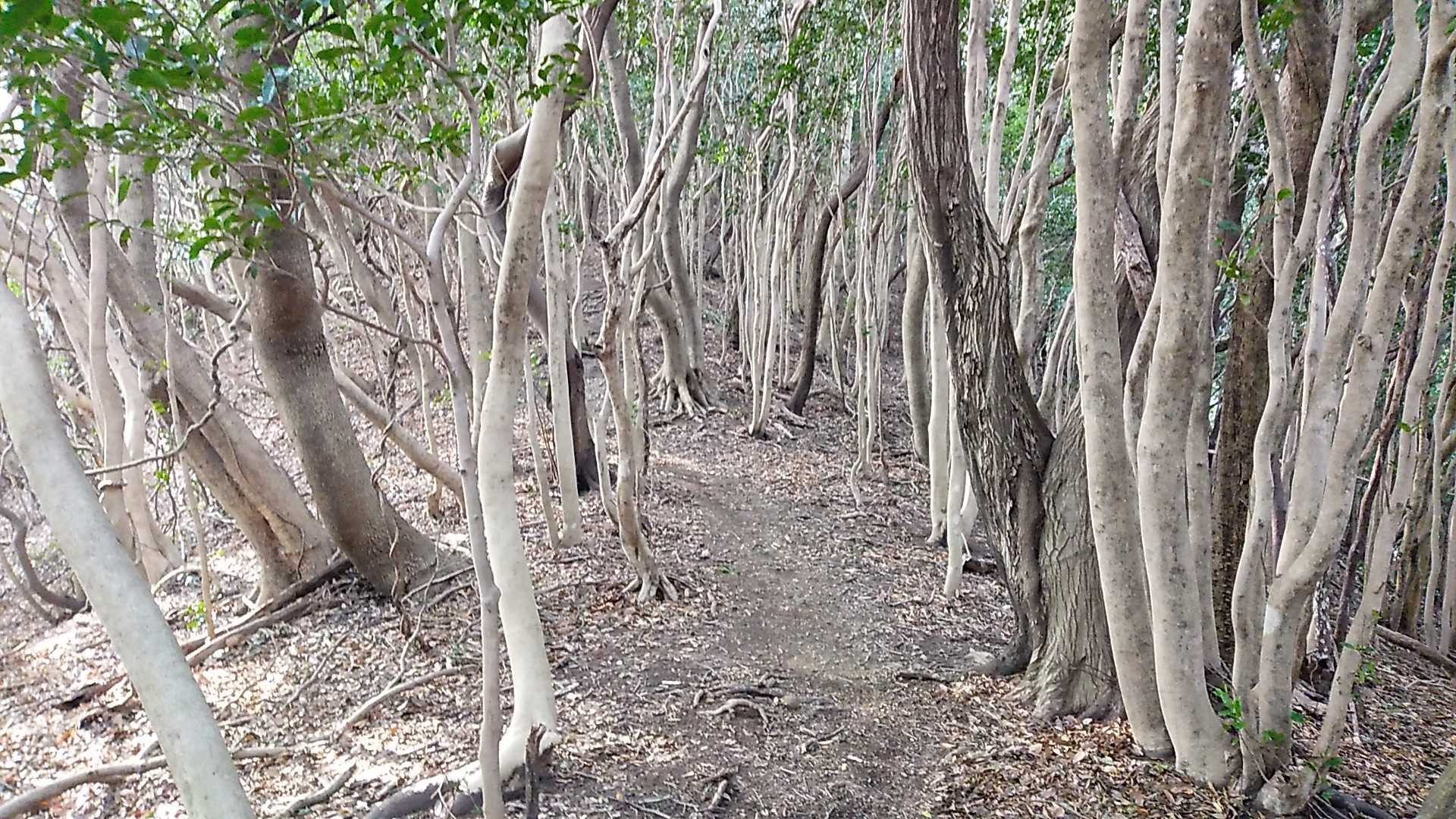 宗像四塚縦走コースの写真