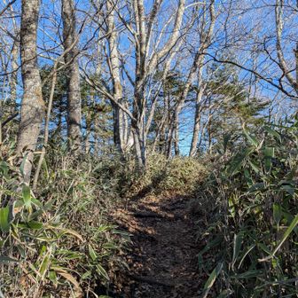 一ノ砂ノ沢ノ頭　山頂標識ない…
