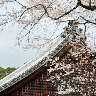 
　　　　　　僧侶の方に早咲きの桜など
　　　　　　教えて頂いたり
