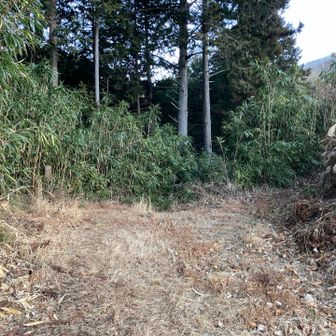 藪のようになっていますが右ではなくまっすぐ進みます。