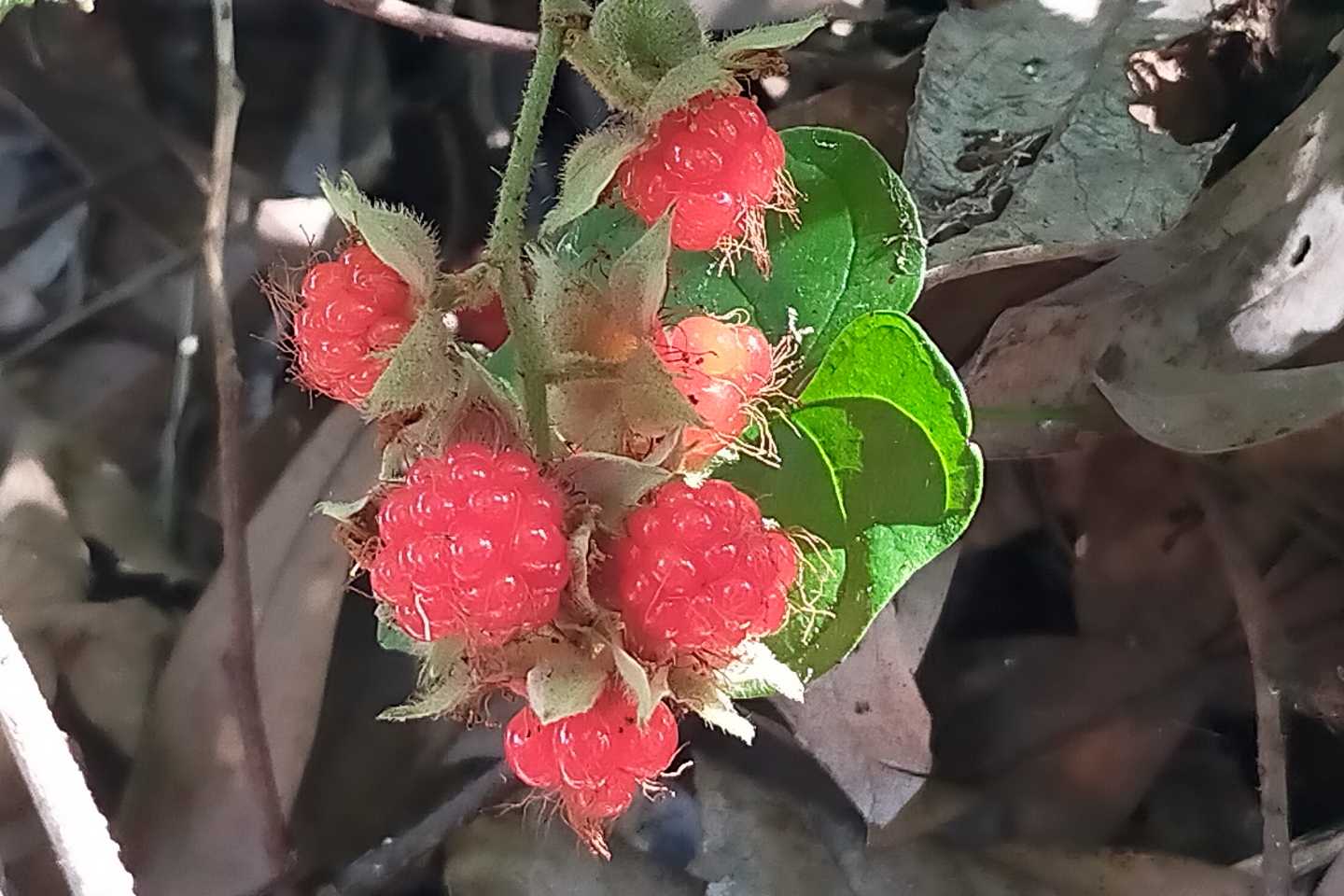 アップで