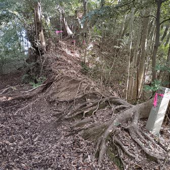 やっと朝立山に上がるところに来ました。
ここを上がります。
左に進むと、笠森寺が正面に見える木柵へ出ますが、お寺の管理人から何か言われるかもしれません。
道もあまりよくないので朝立山ルートに進むのがいいと思います。
左の道は整備しないで、倒木で通せんぼうにしておきました。
朝立山の祠にお参りしてから寺へ行かれてくださいね。