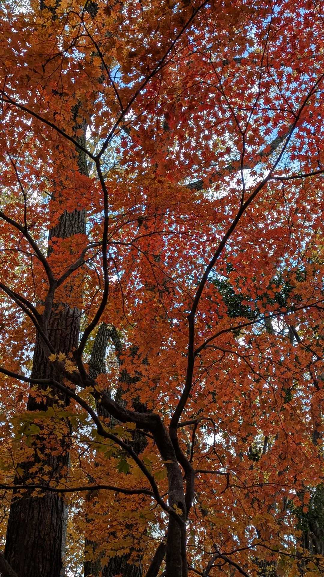 🍁