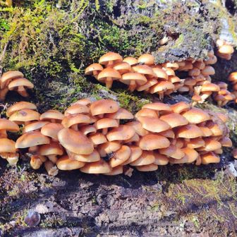 左門岳 これは上物です！