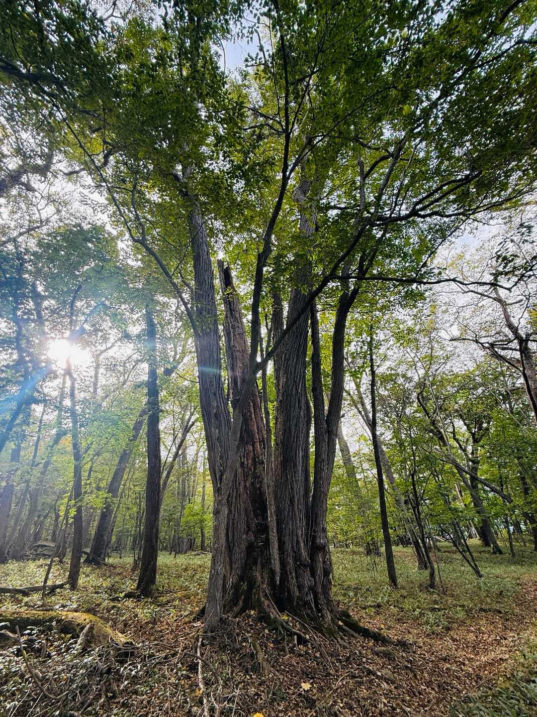 仁伏半島自然散策路入口-ニフシオヤコツ 往復コースの写真