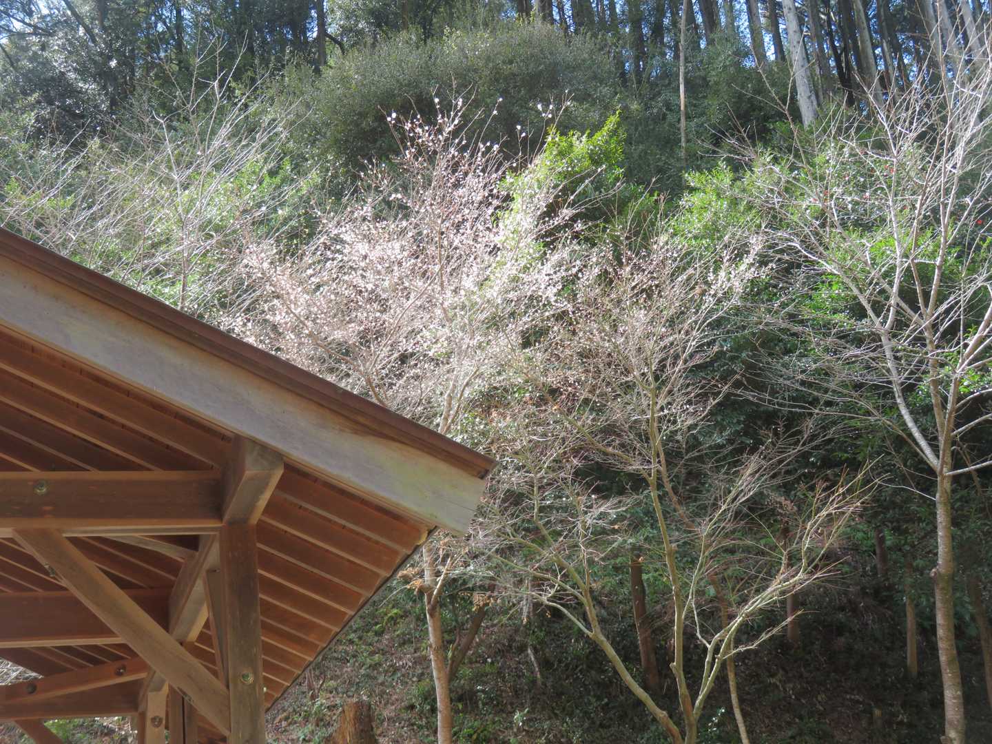 四季桜まだ咲いてます