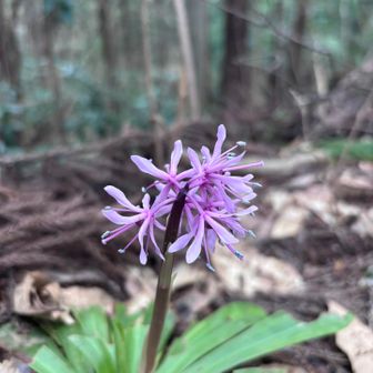 ショウジョウバカマ