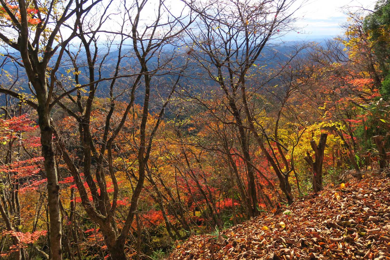 伊豆ヶ岳登場付近は、紅葉が綺麗。