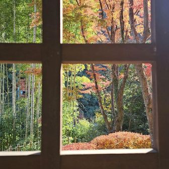 格子越しに眺めるのもいとをかし🍂

ついつい長居😅
お次は庭園へ