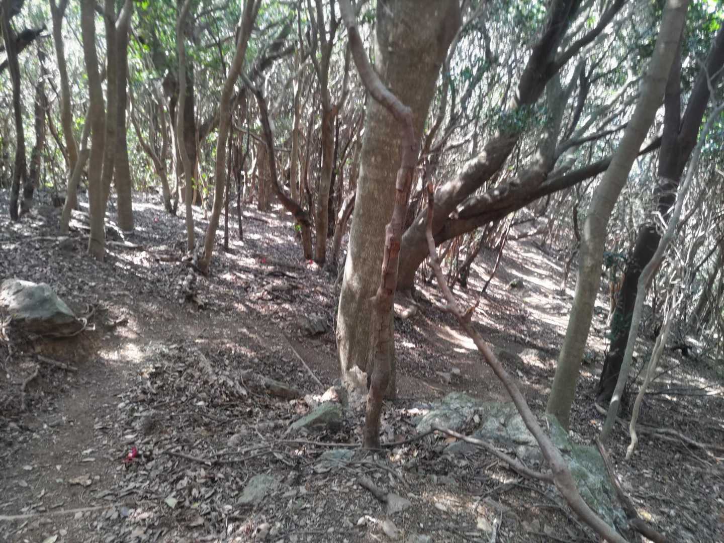 このあたりからは土の道の下りとなりました。こんなに楽に下れるとは。