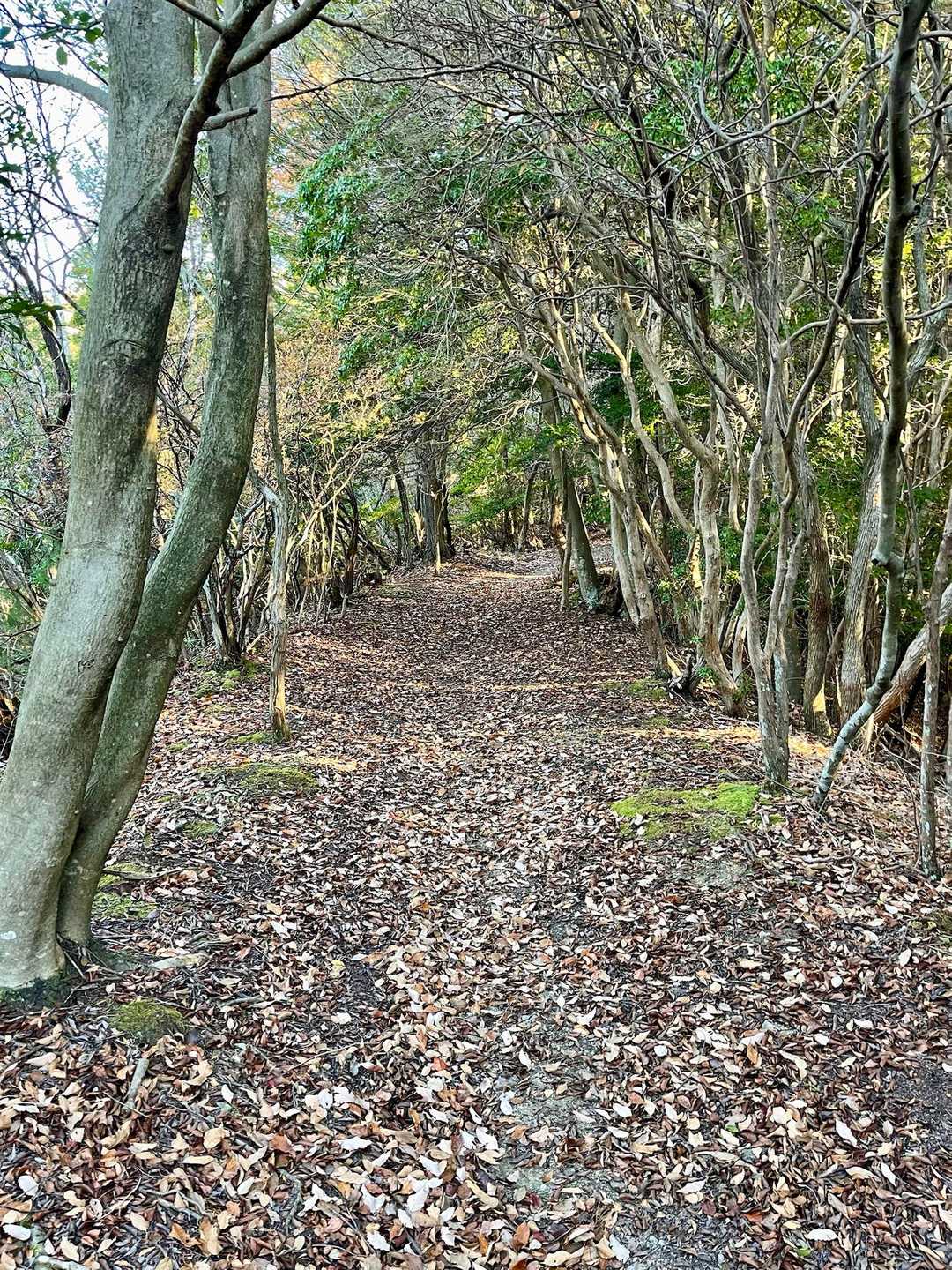 牛松山 往復コースの写真